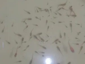গাপ্পির বাচ্চা ২০টাকা জোড়া