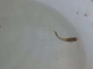 গাপ্পির বাচ্চা ২০টাকা জোড়া