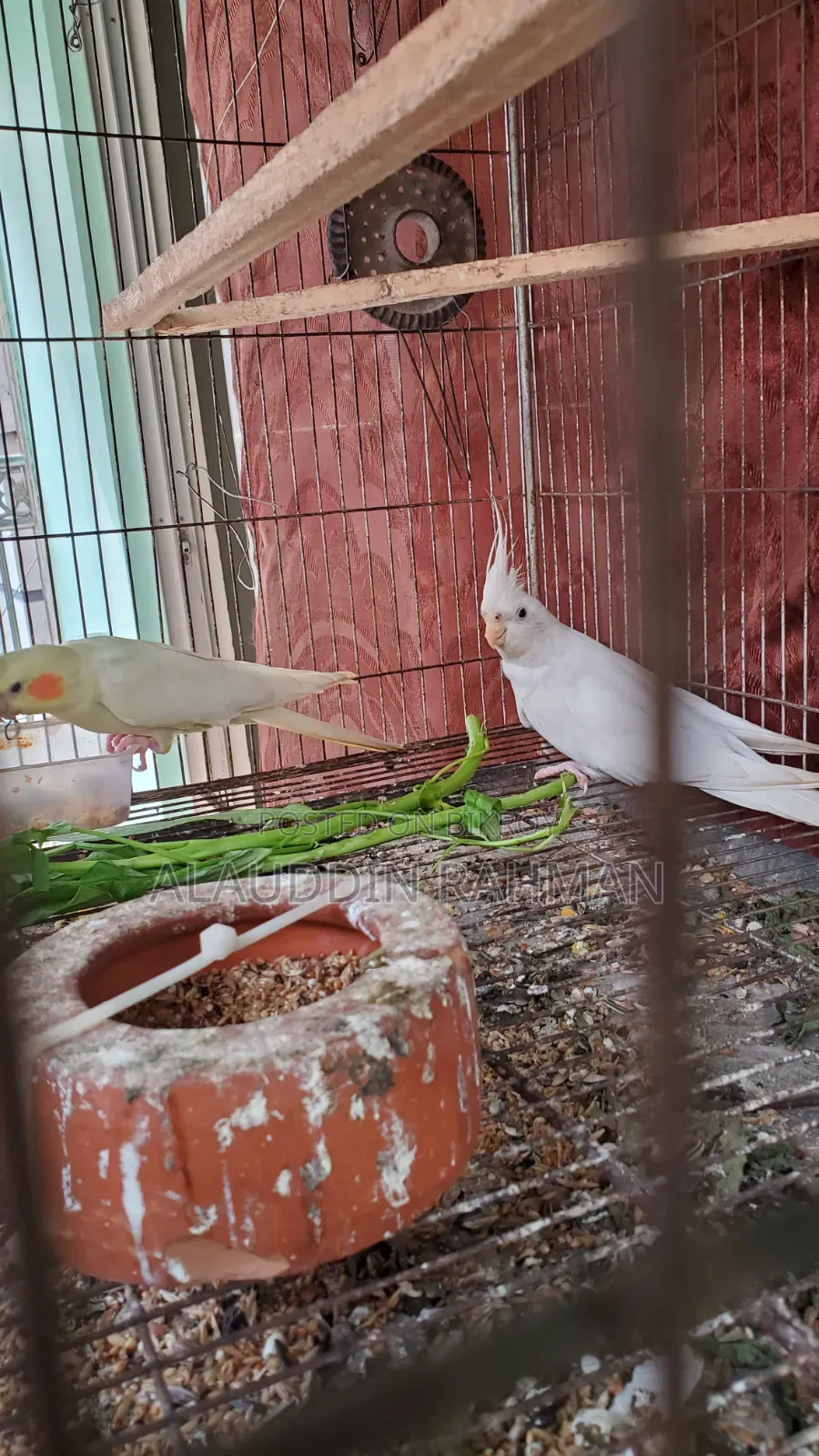 Cockatiel Pair
