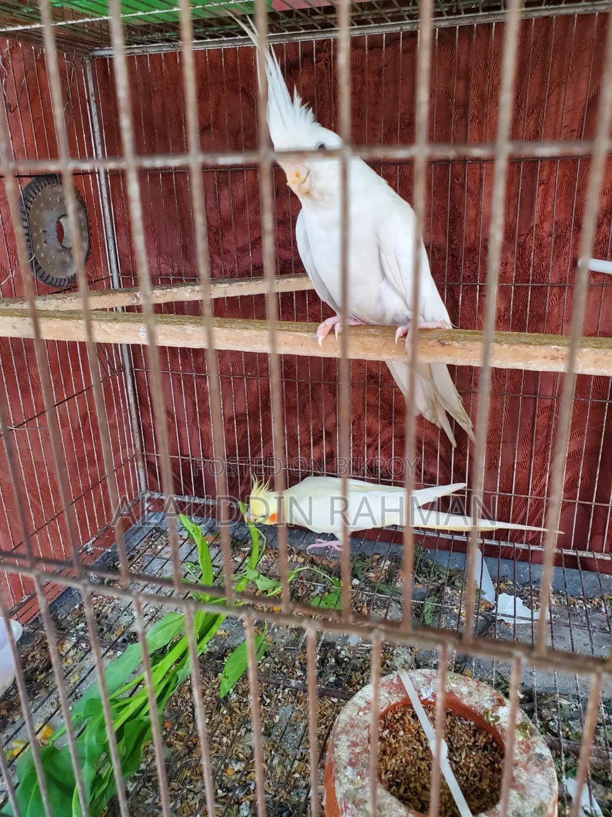 Cockatiel Pair