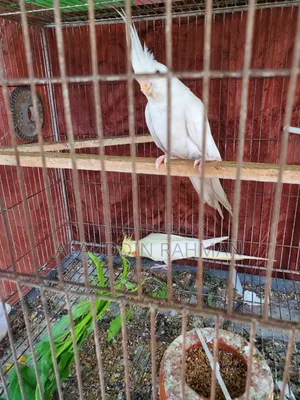 Cockatiel Pair