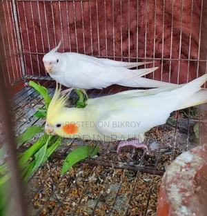 Cockatiel Pair