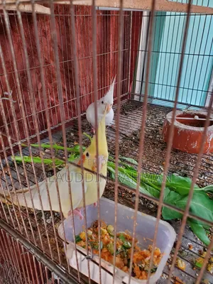 Cockatiel Pair