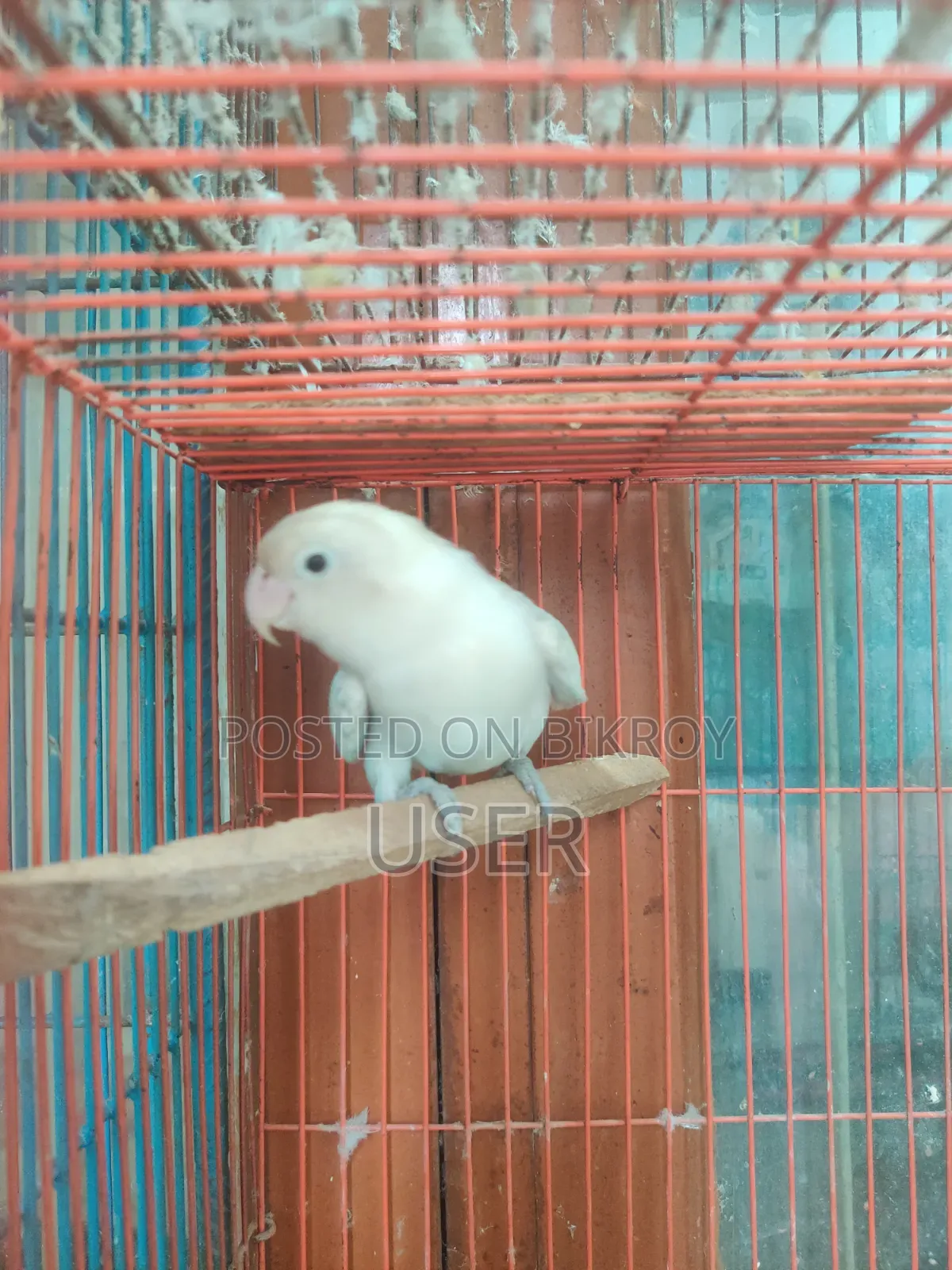 Running Lovebird Female