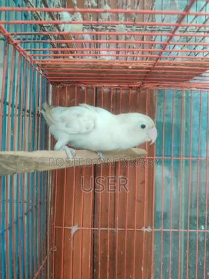 Running Lovebird Female