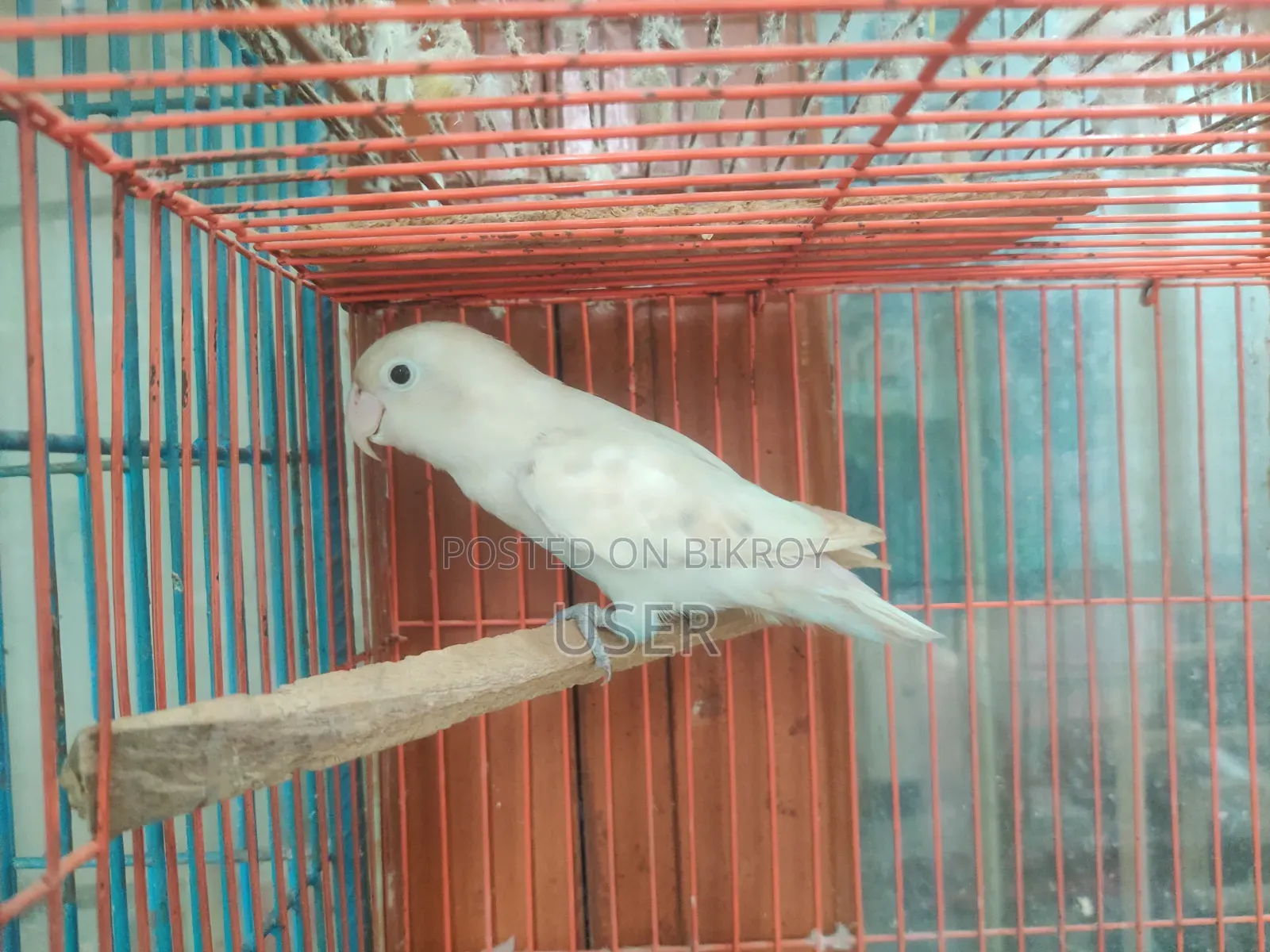 Running Lovebird Female