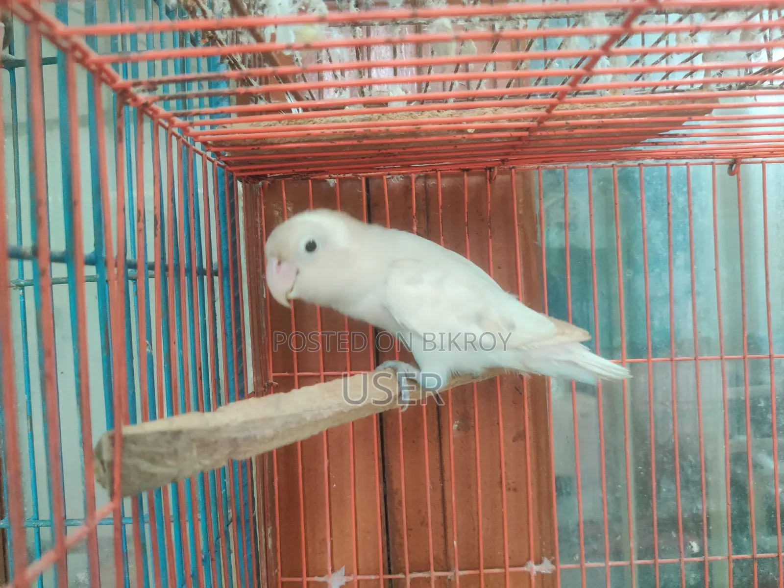 Running Lovebird Female