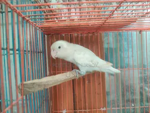 Running Lovebird Female