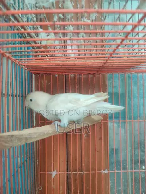 Running Lovebird Female