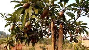 ৯০ শতাংশ বাগানবাড়ি ৫০০ দেশি বিদেশি ফল গাছসহ