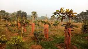 ৯০ শতাংশ বাগানবাড়ি ৫০০ দেশি বিদেশি ফল গাছসহ