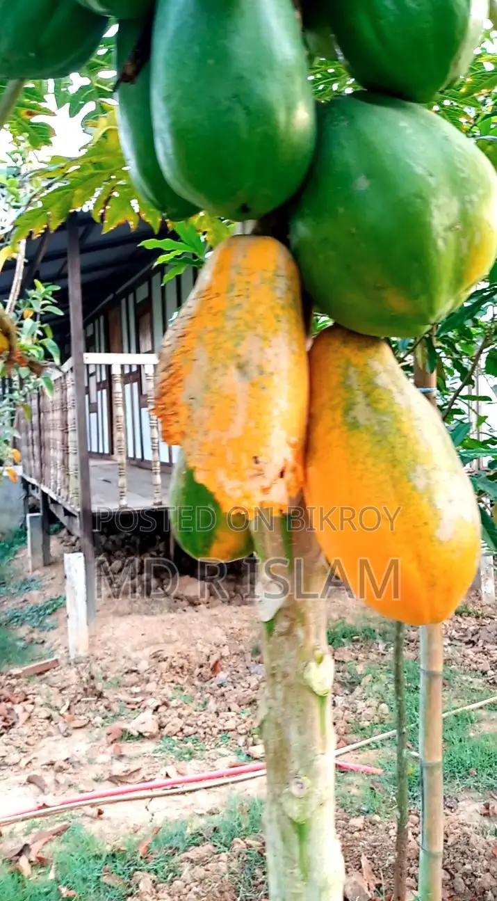 ৯০ শতাংশ বাগানবাড়ি ৫০০ দেশি বিদেশি ফল গাছসহ