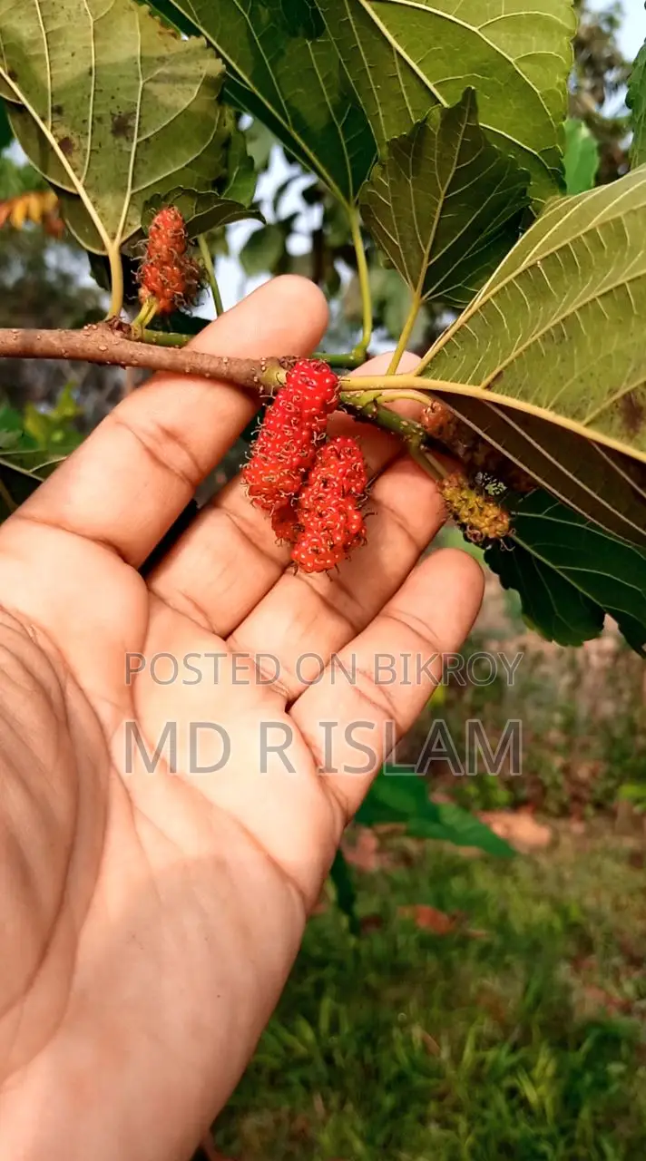 ৯০ শতাংশ বাগানবাড়ি ৫০০ দেশি বিদেশি ফল গাছসহ