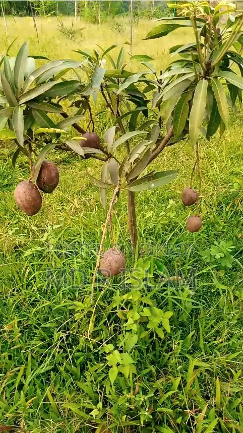 ৯০ শতাংশ বাগানবাড়ি ৫০০ দেশি বিদেশি ফল গাছসহ