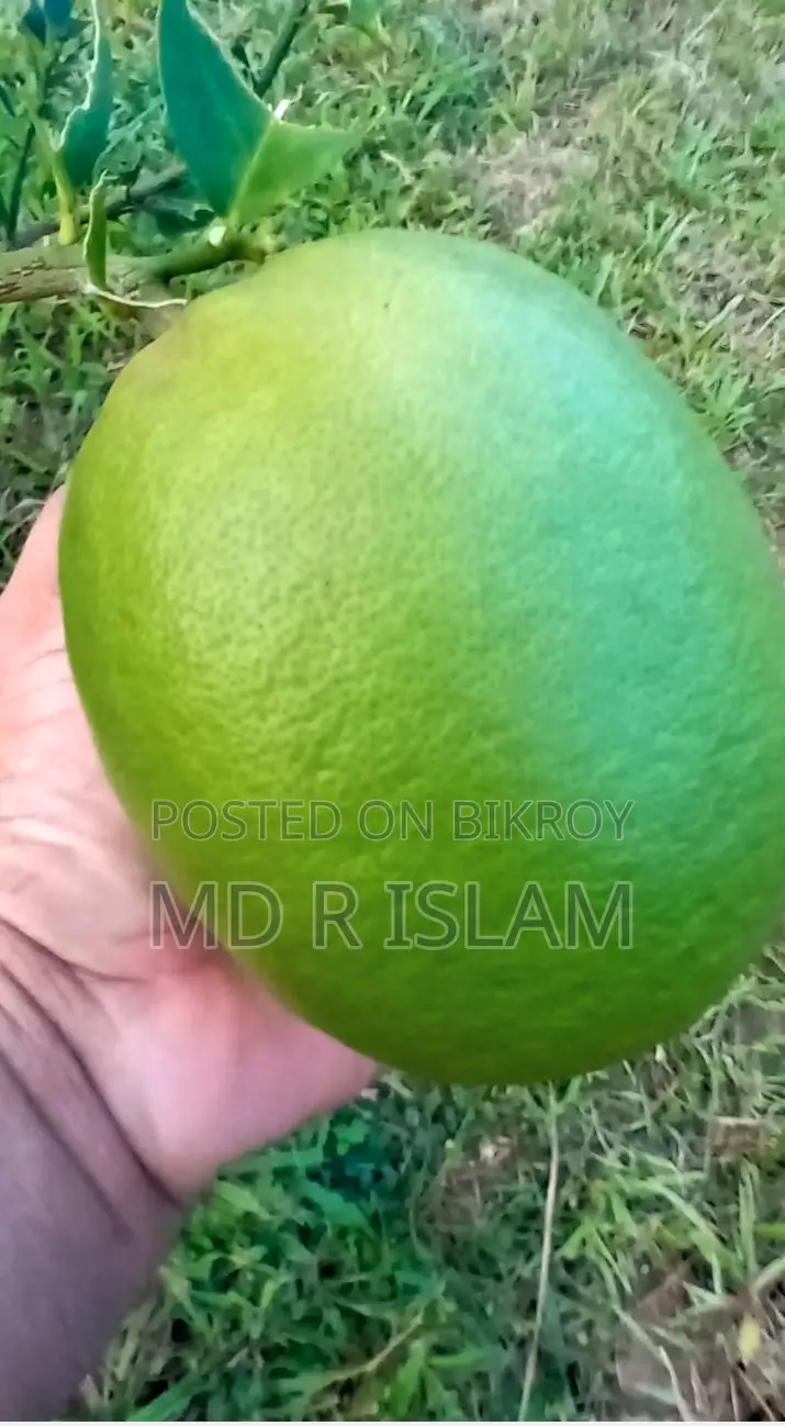 ৯০ শতাংশ বাগানবাড়ি ৫০০ দেশি বিদেশি ফল গাছসহ