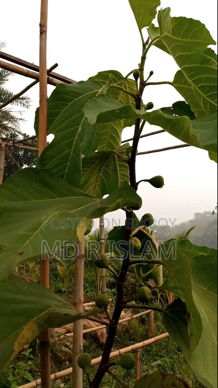 ৯০ শতাংশ বাগানবাড়ি ৫০০ দেশি বিদেশি ফল গাছসহ
