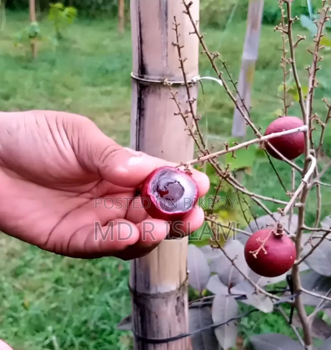 ৯০ শতাংশ বাগানবাড়ি ৫০০ দেশি বিদেশি ফল গাছসহ