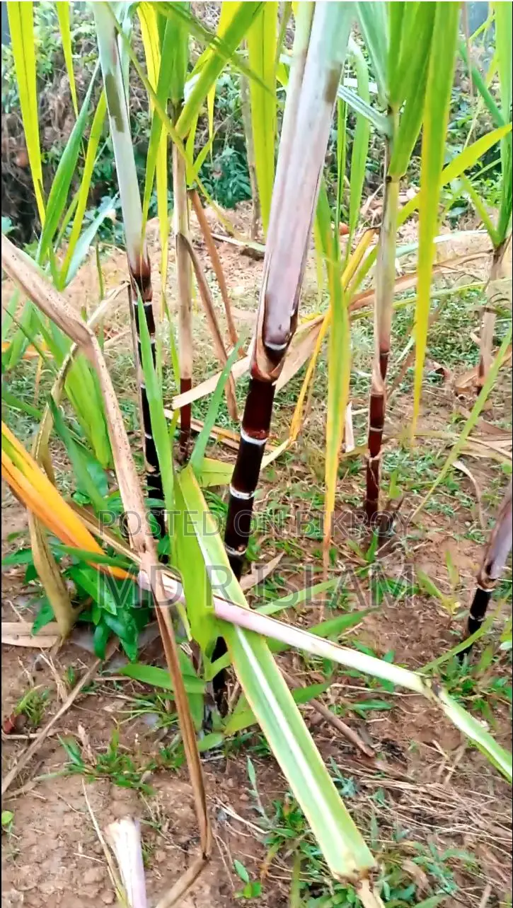৯০ শতাংশ বাগানবাড়ি ৫০০ দেশি বিদেশি ফল গাছসহ