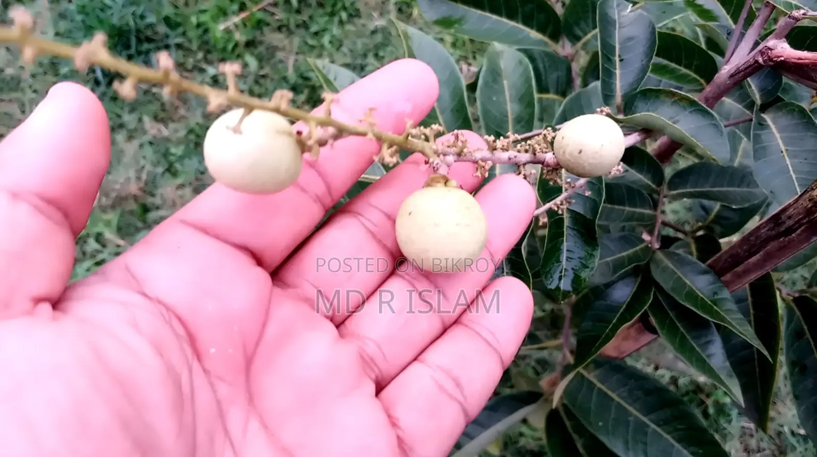 ৯০ শতাংশ বাগানবাড়ি ৫০০ দেশি বিদেশি ফল গাছসহ