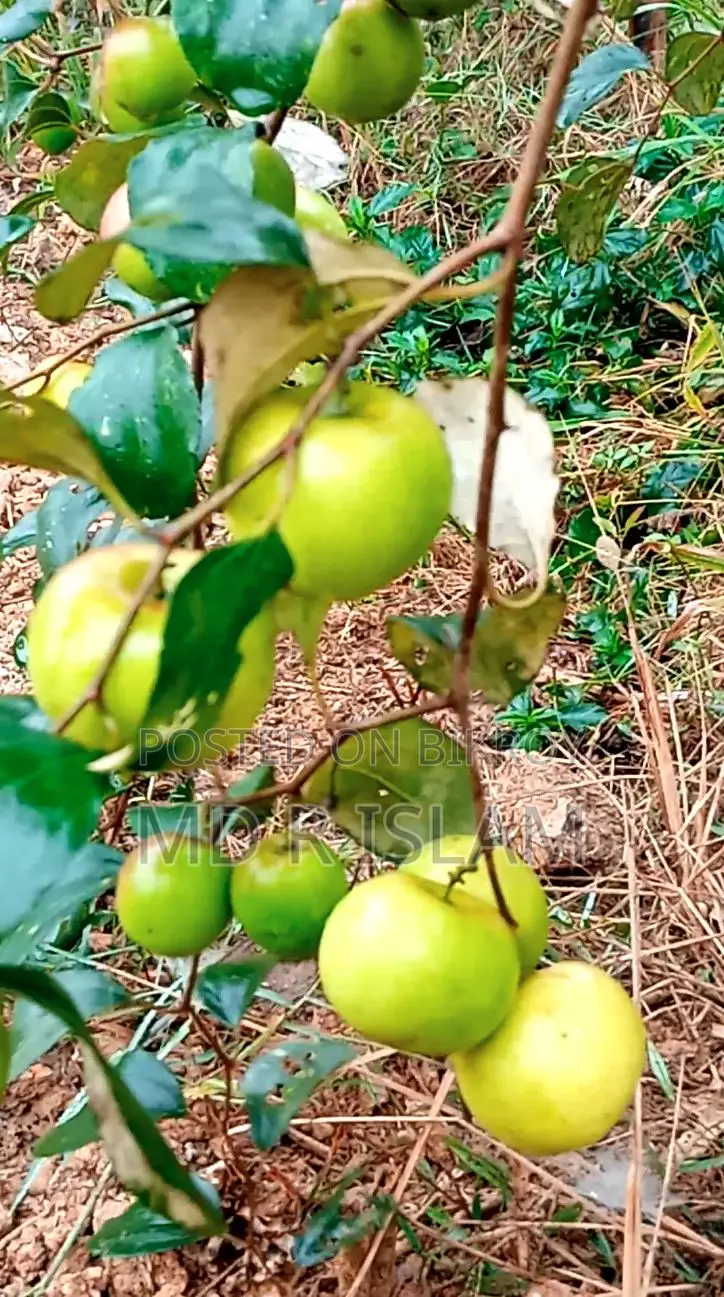 ৯০ শতাংশ বাগানবাড়ি ৫০০ দেশি বিদেশি ফল গাছসহ