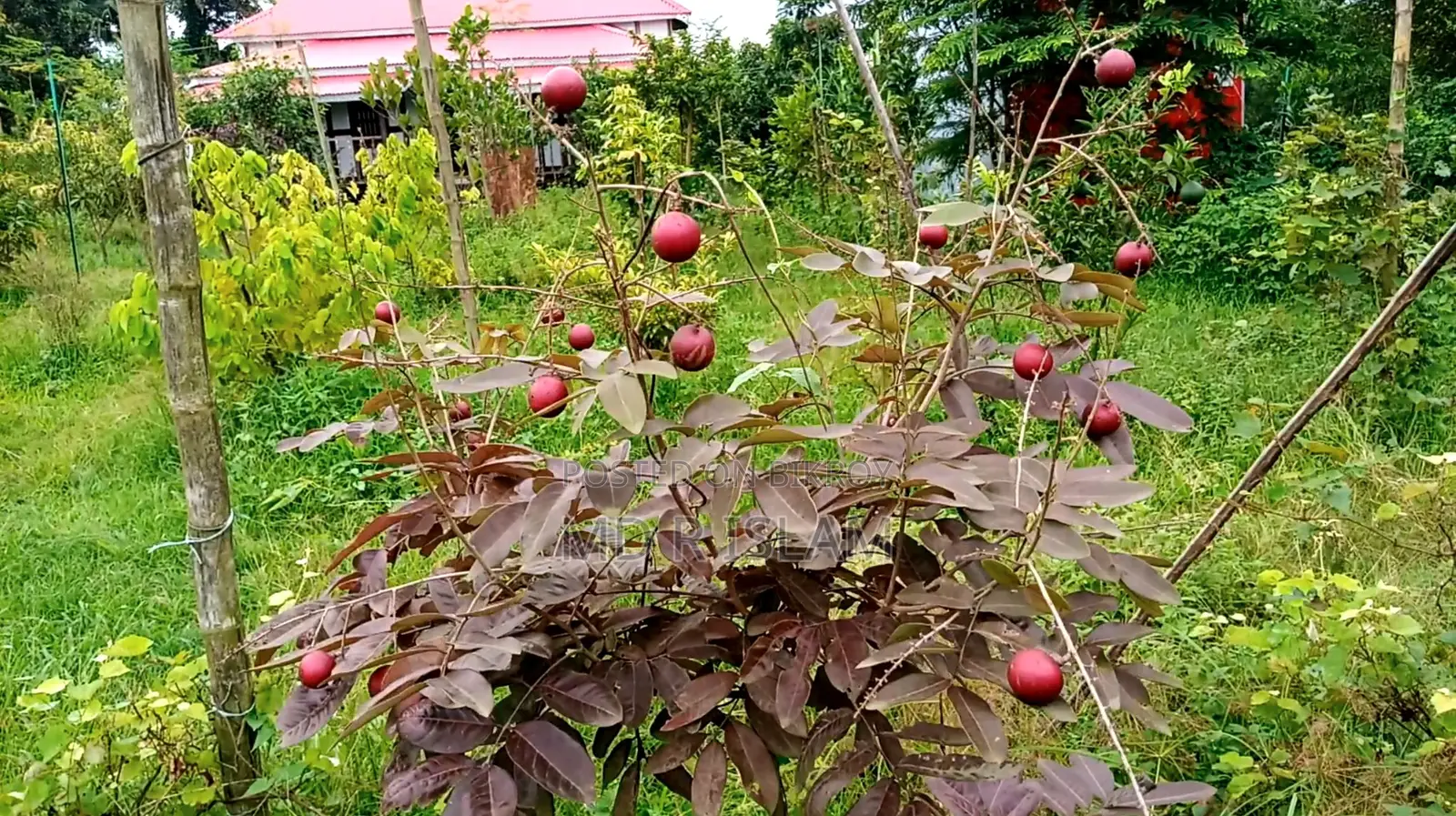 ৯০ শতাংশ বাগানবাড়ি ৫০০ দেশি বিদেশি ফল গাছসহ
