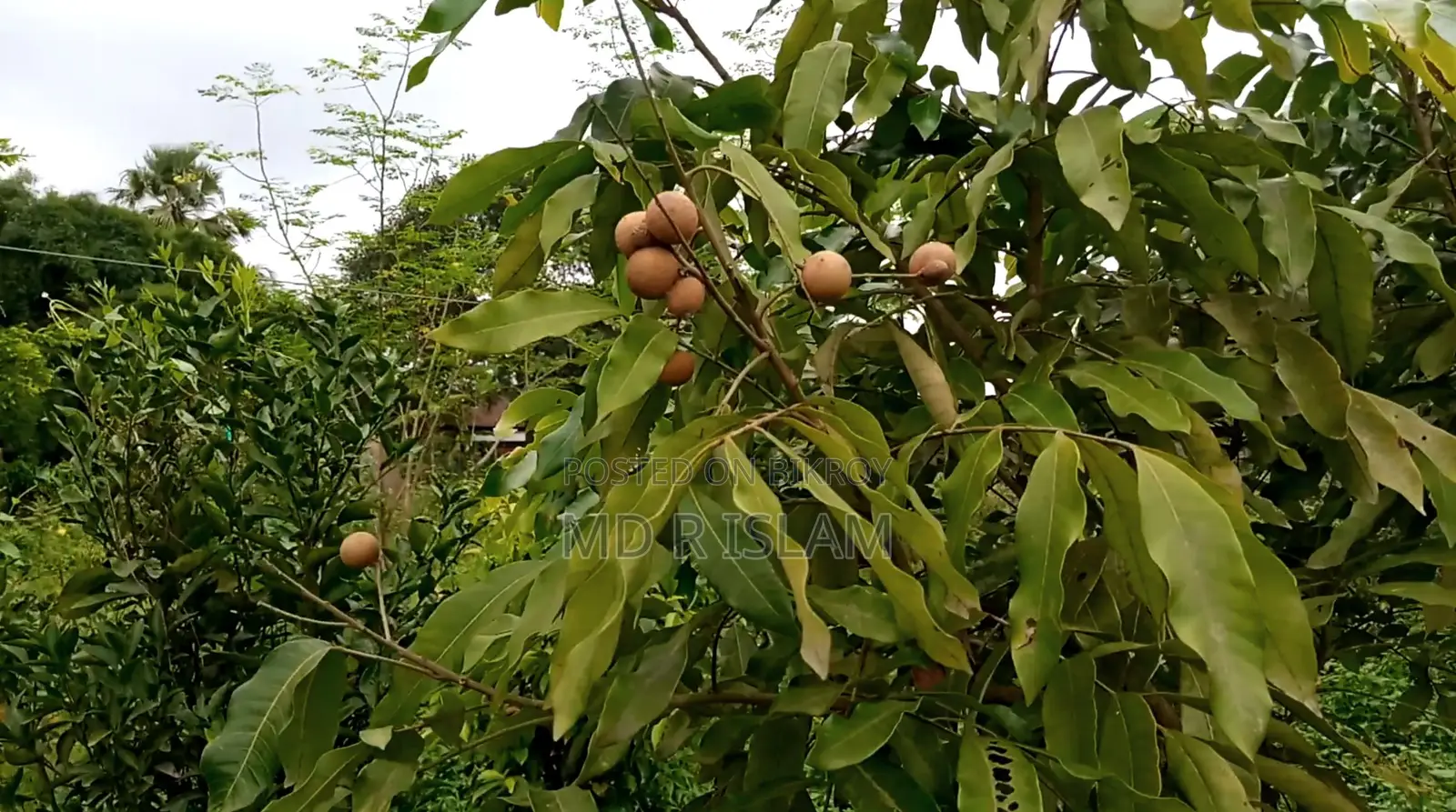 ৯০ শতাংশ বাগানবাড়ি ৫০০ দেশি বিদেশি ফল গাছসহ