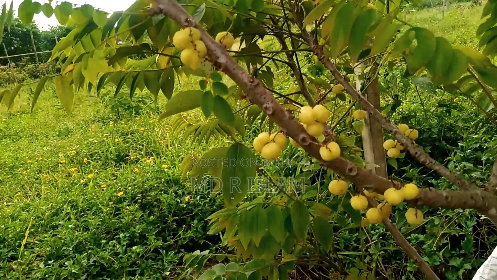 ৯০ শতাংশ বাগানবাড়ি ৫০০ দেশি বিদেশি ফল গাছসহ
