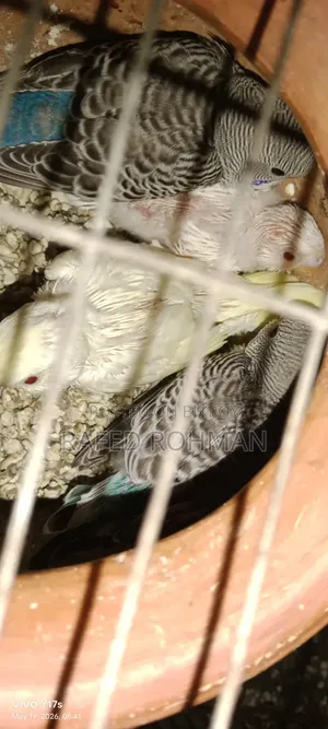 Tame Size Budgie