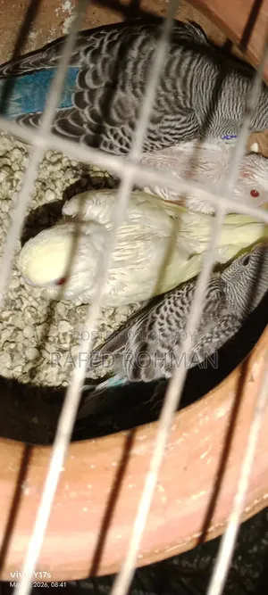 Tame Size Budgie