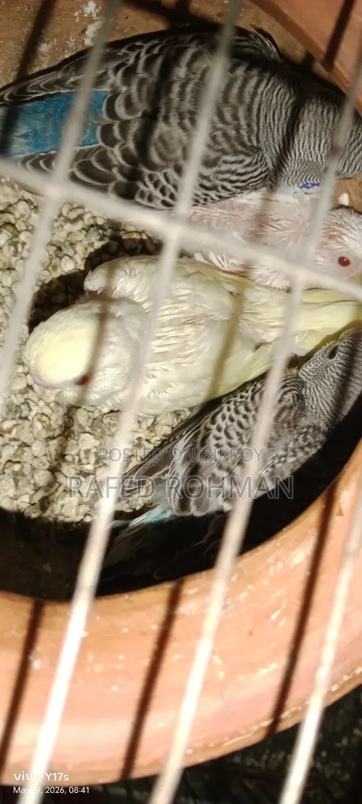 Tame Size Budgie