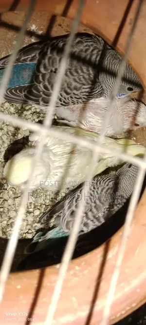 Tame Size Budgie