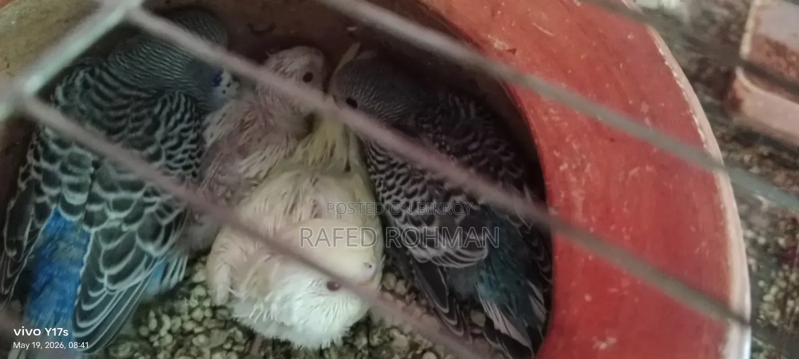 Tame Size Budgie