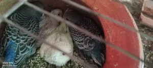 Tame Size Budgie