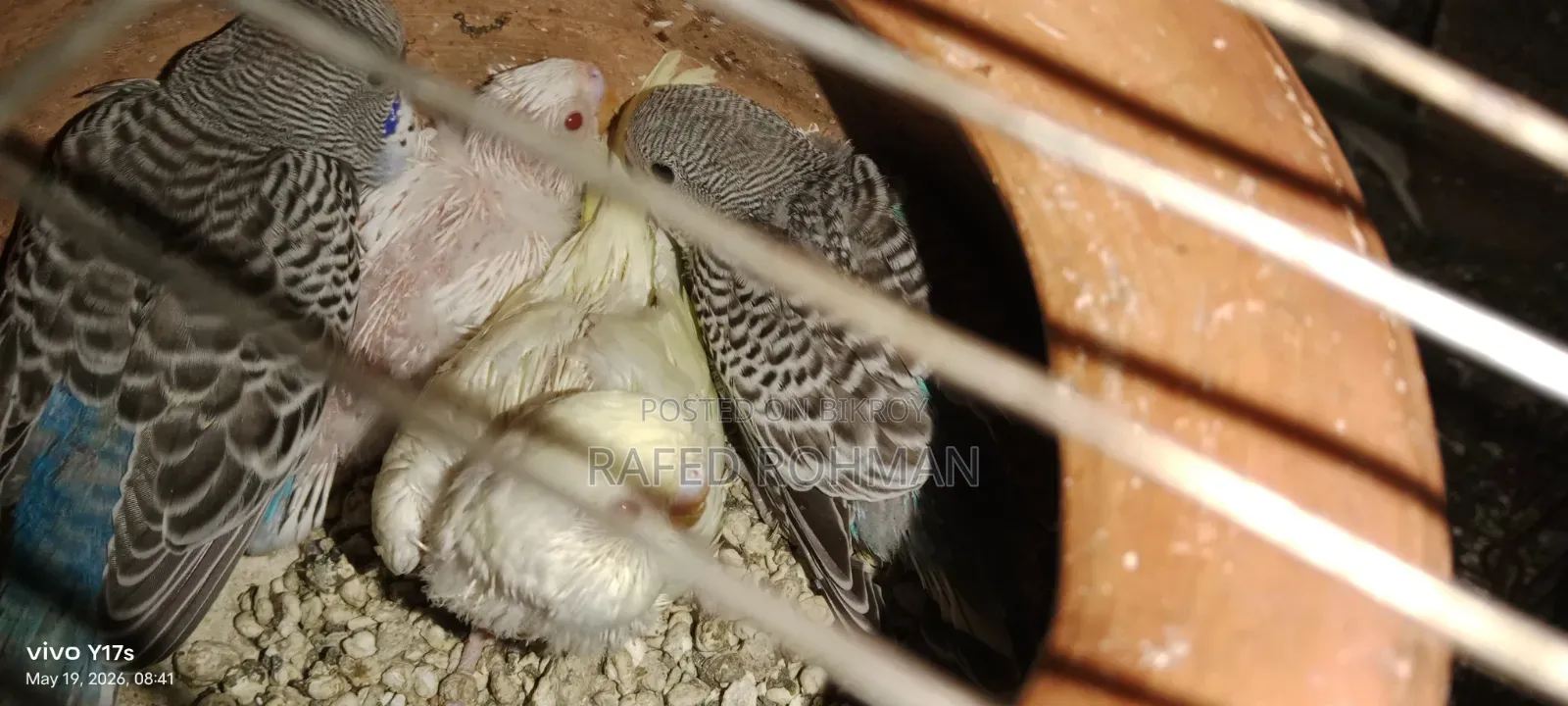 Tame Size Budgie