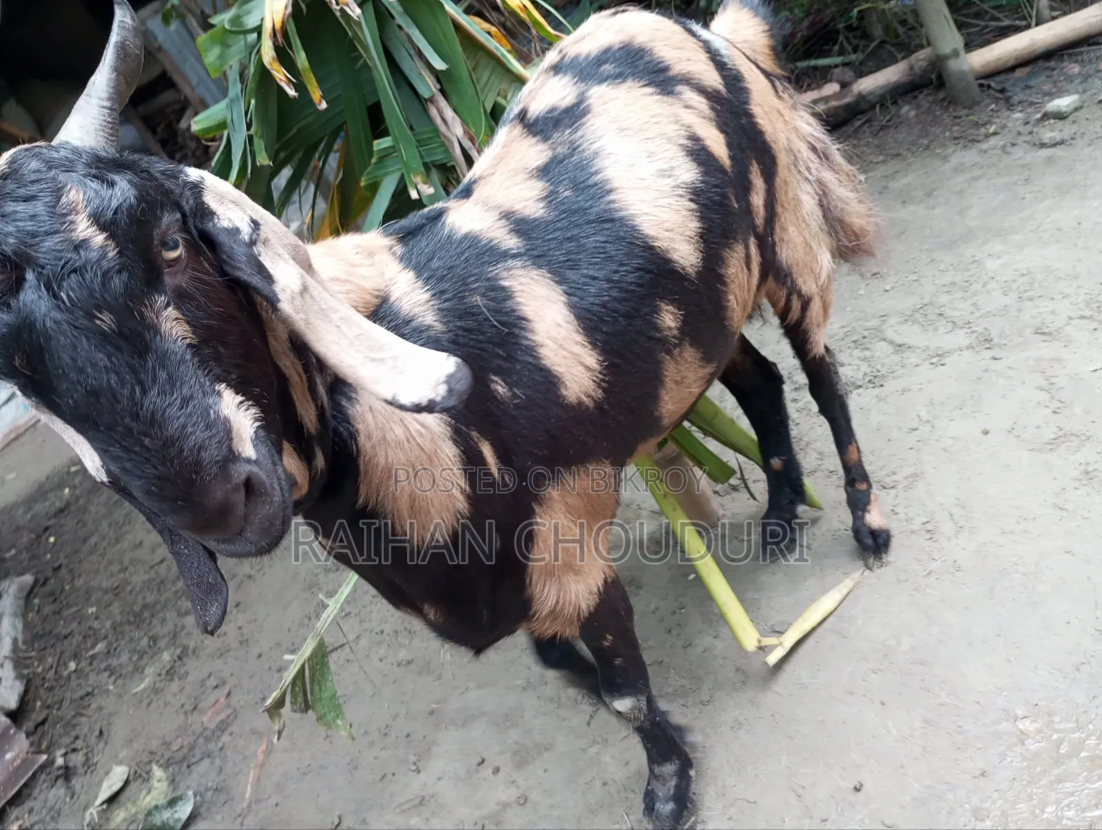 Qurbani Goat