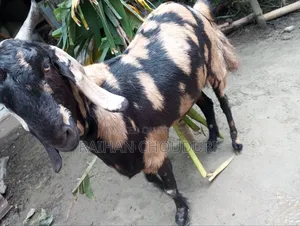 Qurbani Goat