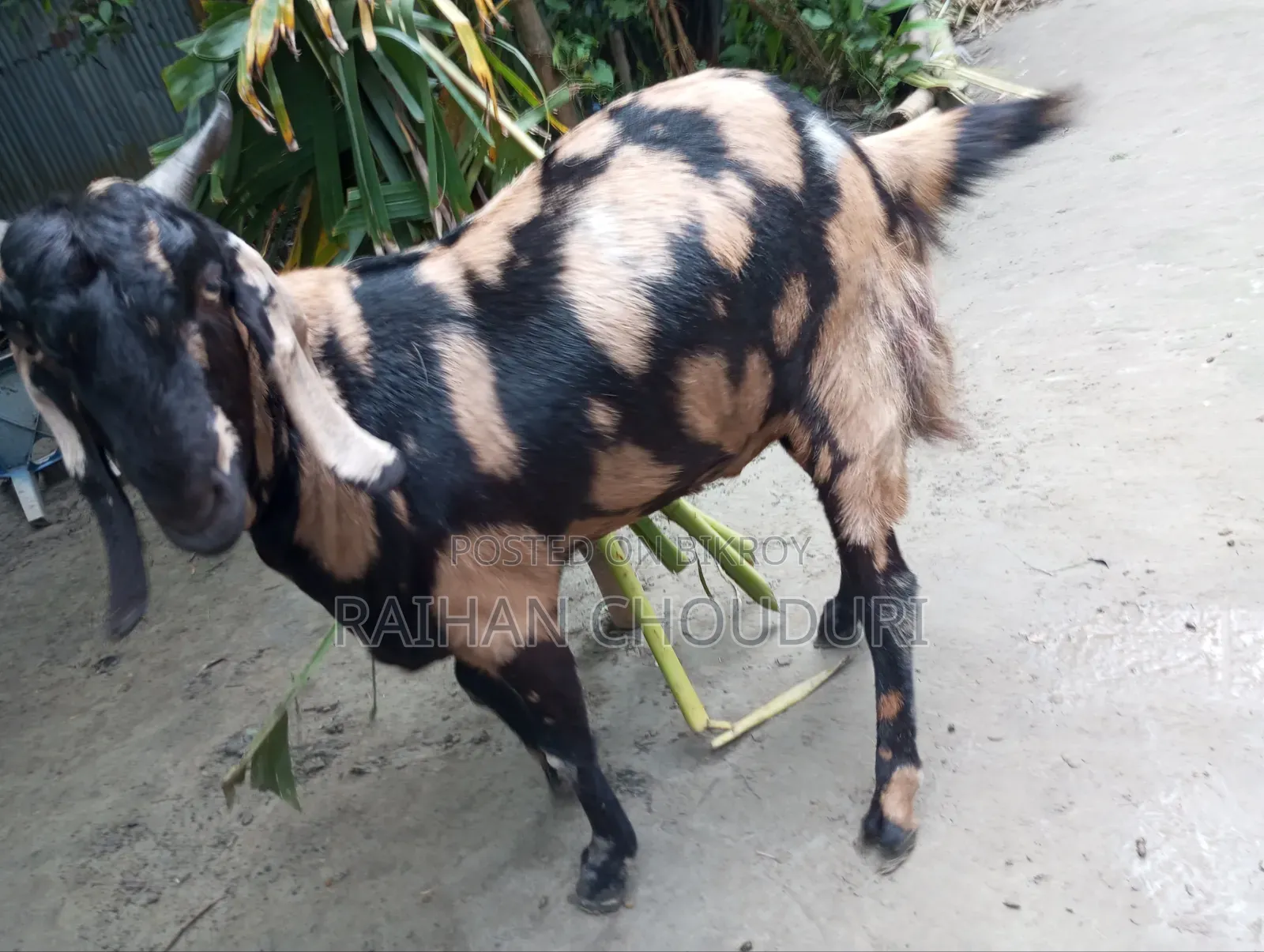Qurbani Goat
