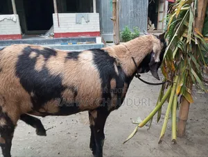 Qurbani Goat