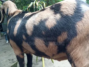 Qurbani Goat