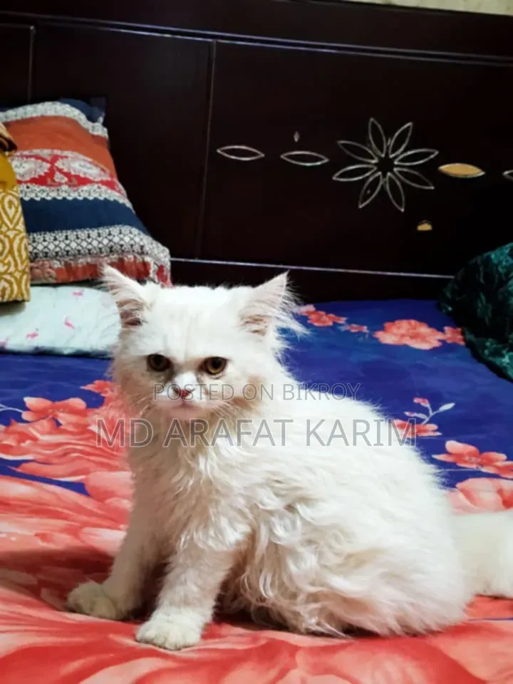 1-3 Months Female Purebred Persian Kitten