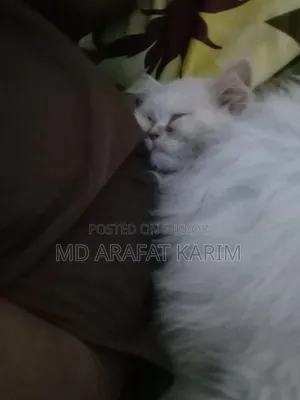 1-3 Months Female Purebred Persian Kitten