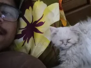 1-3 Months Female Purebred Persian Kitten