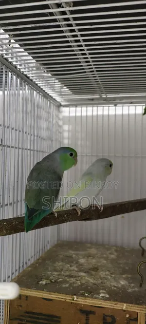 Forpas Birds.