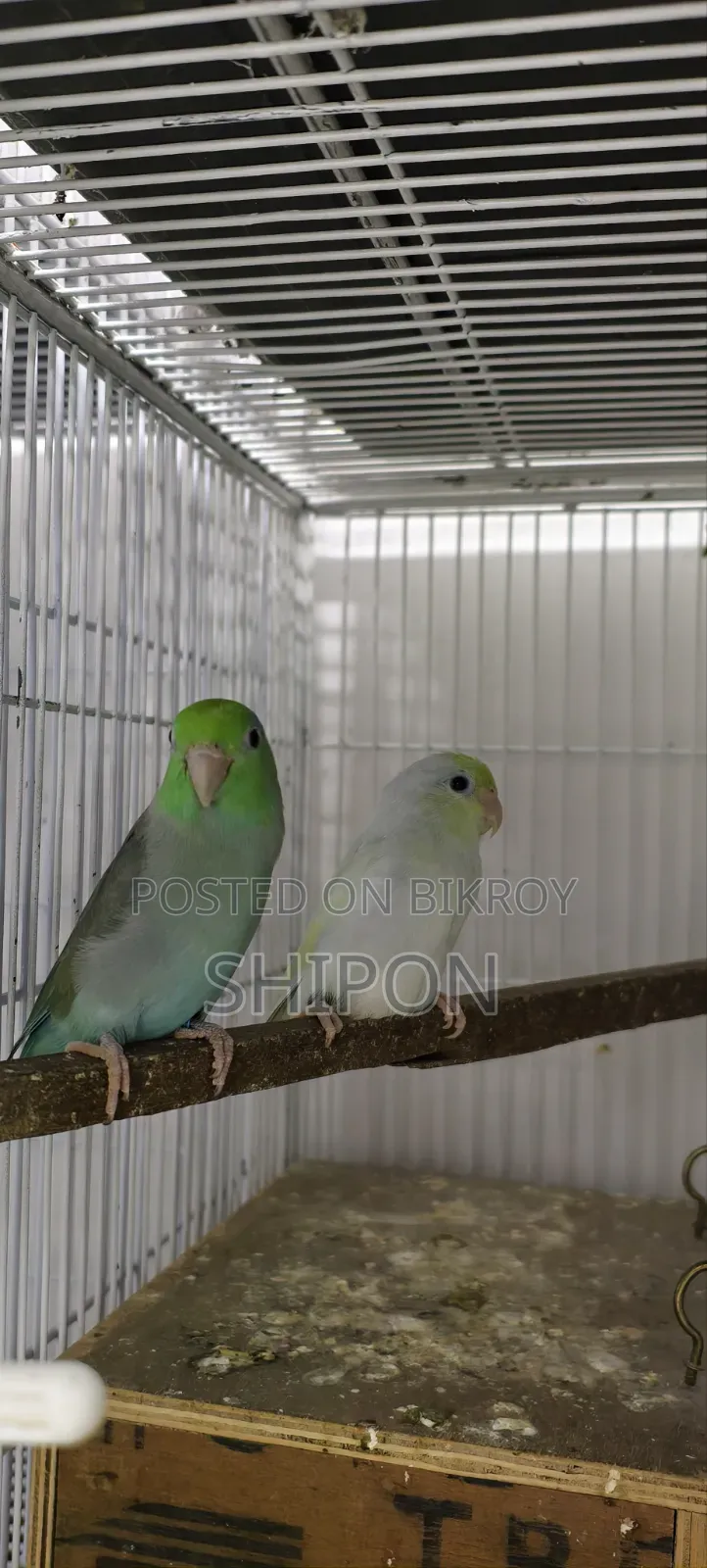 Forpas Birds.