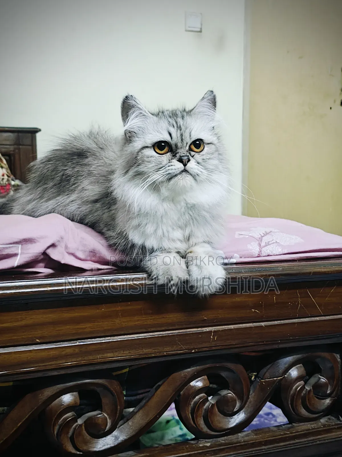 1+ Year Female Purebred Persian Cat