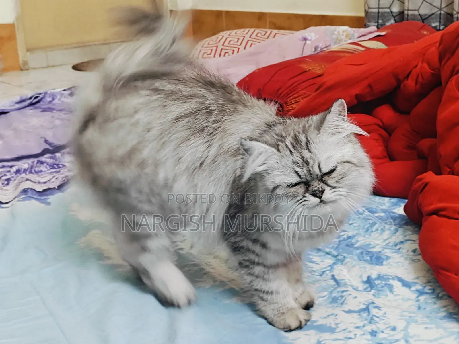 1+ Year Female Purebred Persian Cat