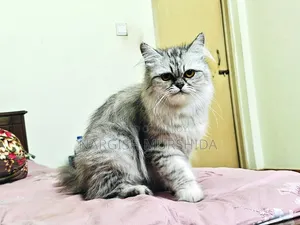 1+ Year Female Purebred Persian Cat