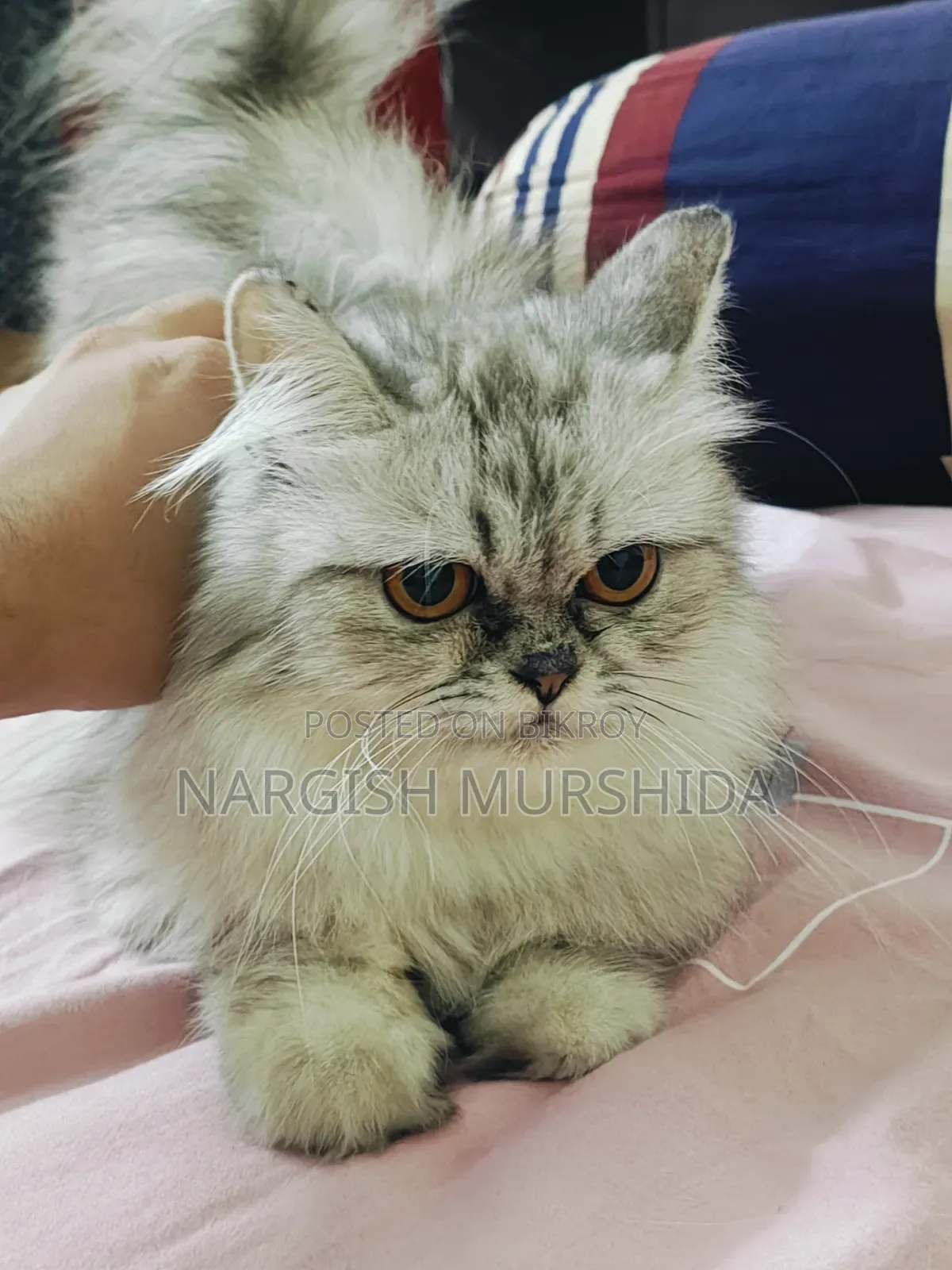 1+ Year Female Purebred Persian Cat