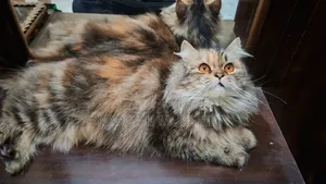 1+ Year Female Purebred Persian