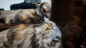 1+ Year Female Purebred Persian